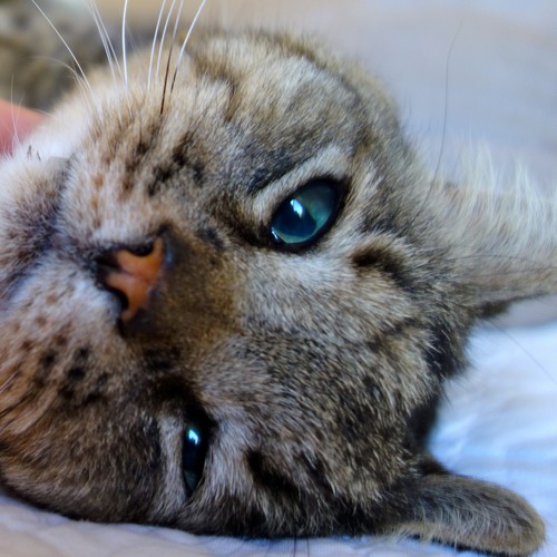 No Really Other Animals Don T Have Chins Not Even Your Cat