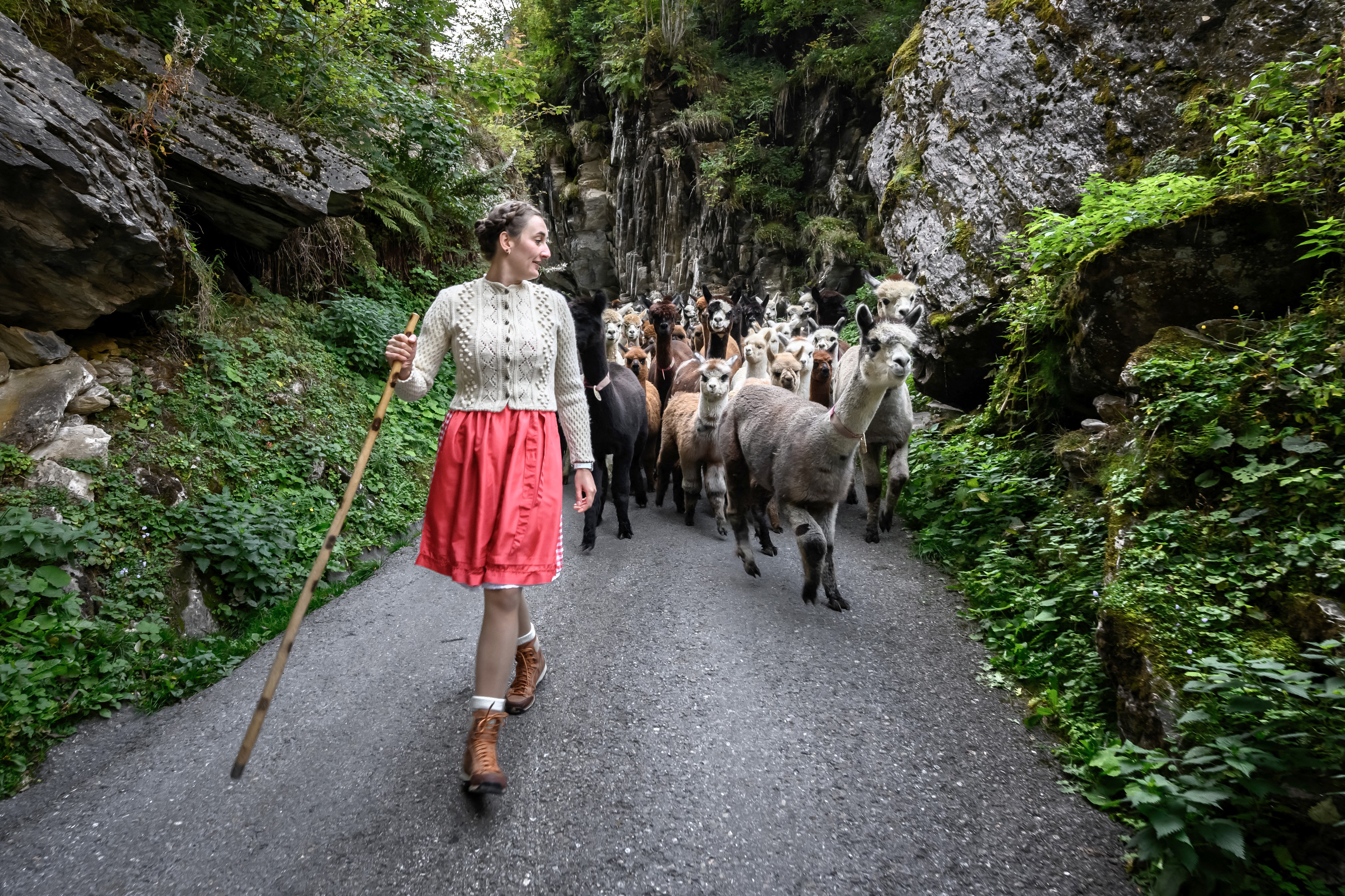 A shepherd leads a herd of alpacas down a mountain path.