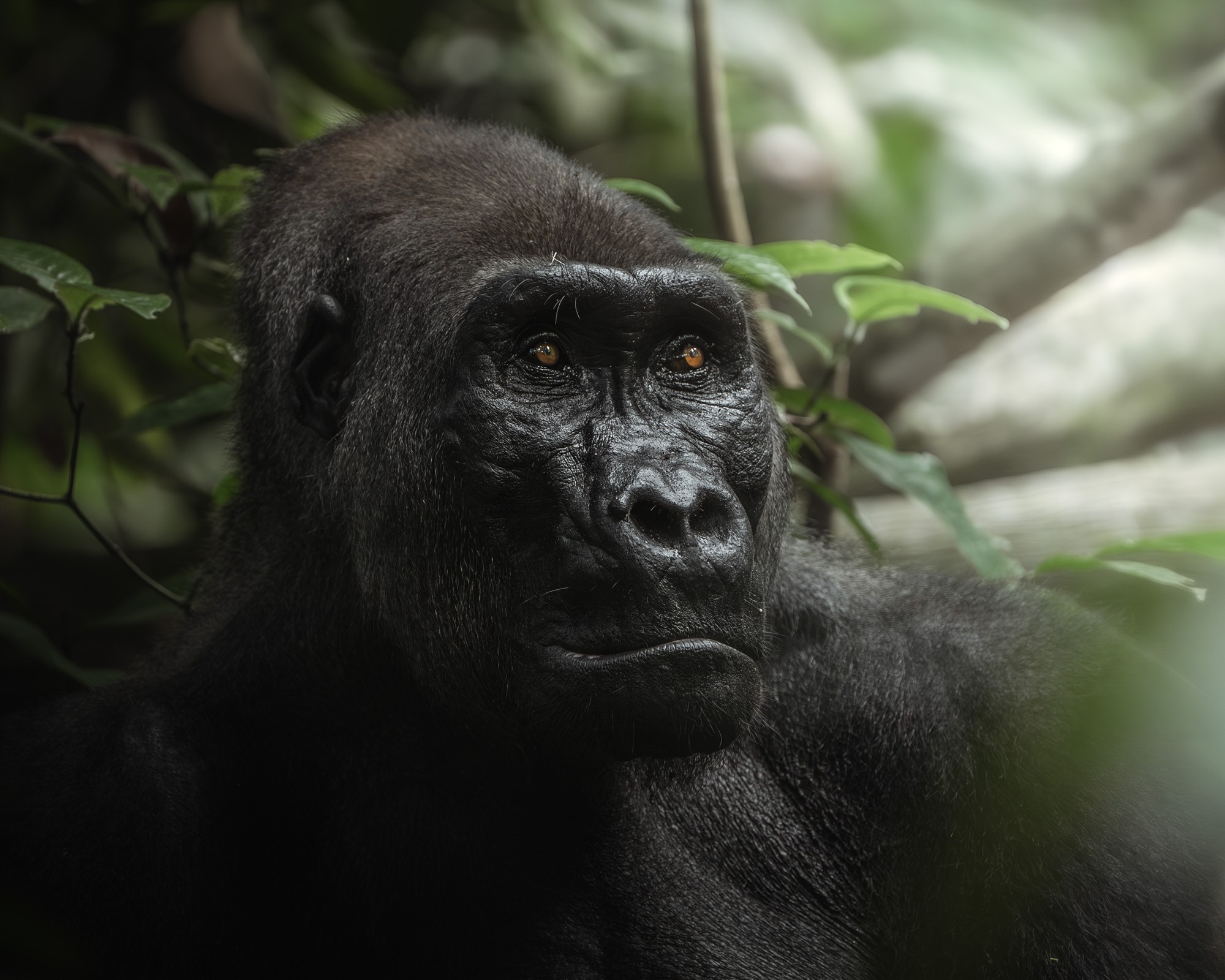 The face of a gorilla, sitting in a forest, staring into the distance.