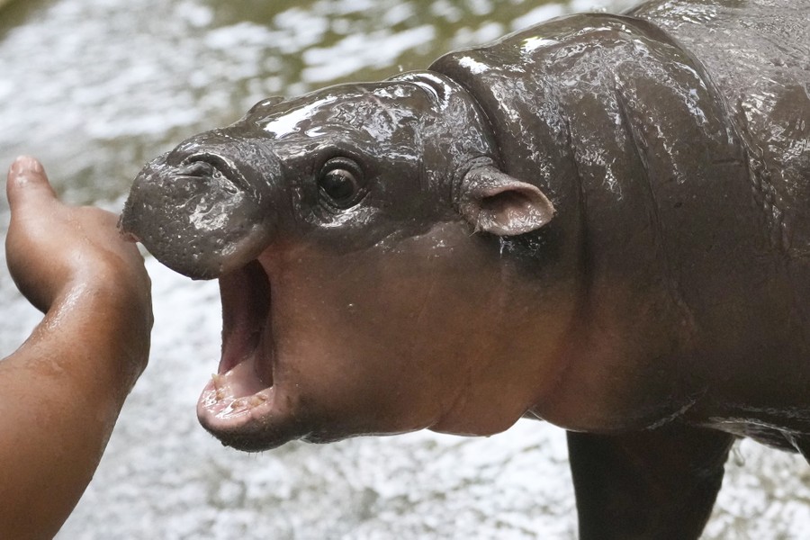 A baby pygmy hippo playfully tries to bite a person's arm.
