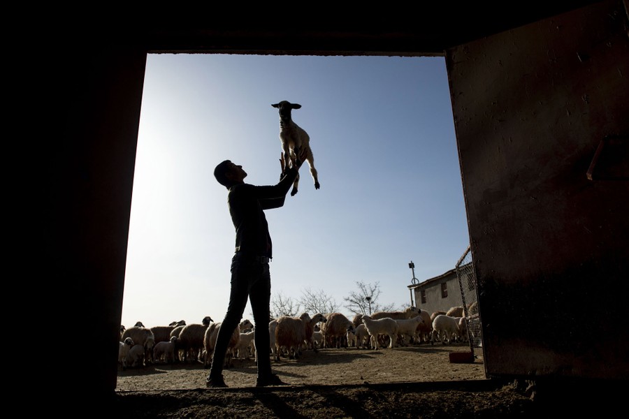 A man holds a lamb in his hands near a flock of sheep.