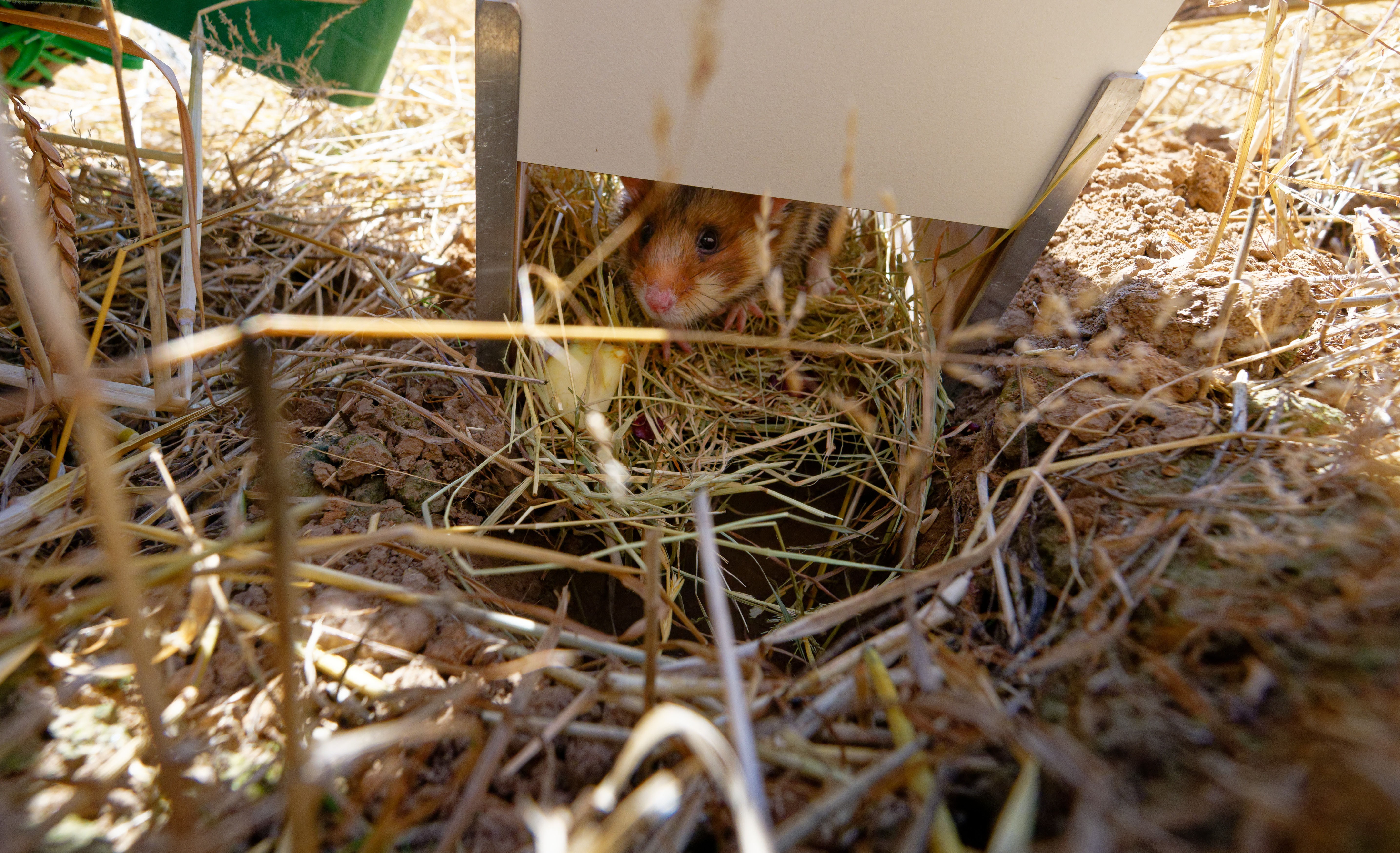 A wild hamster is released from a box above a man-made burrow hole in a field.