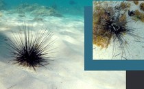 A live sea urchin and a dead one