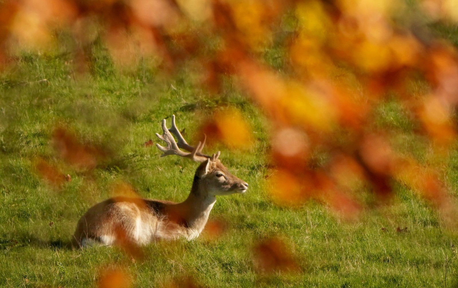 A deer sits in the morning sunshine in a park.