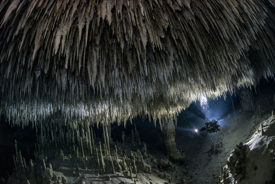 A scuba diver swims through a dark flooded cave where thousands of thin stalactites hang from the ceiling.