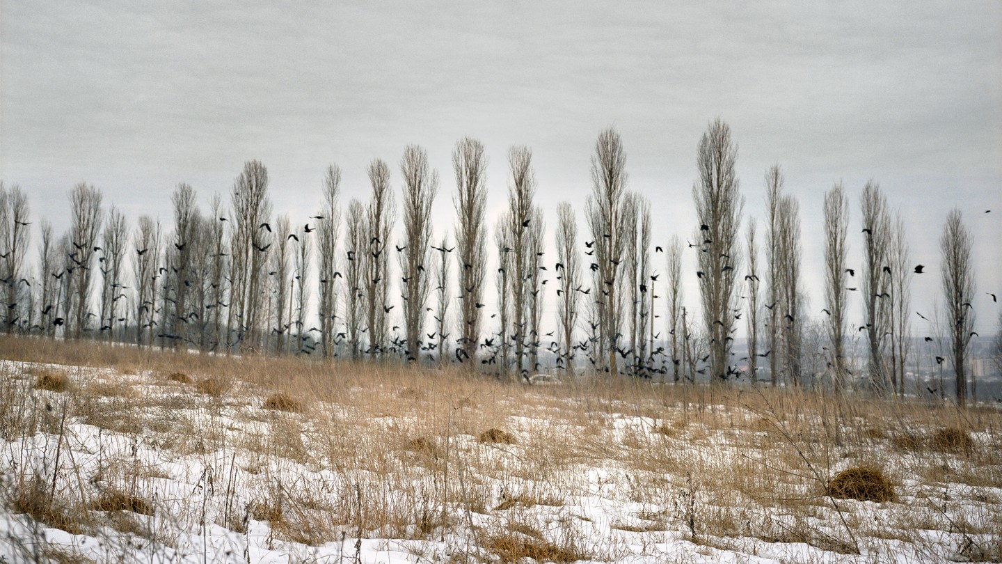 A barren snowy field with crows flying across
