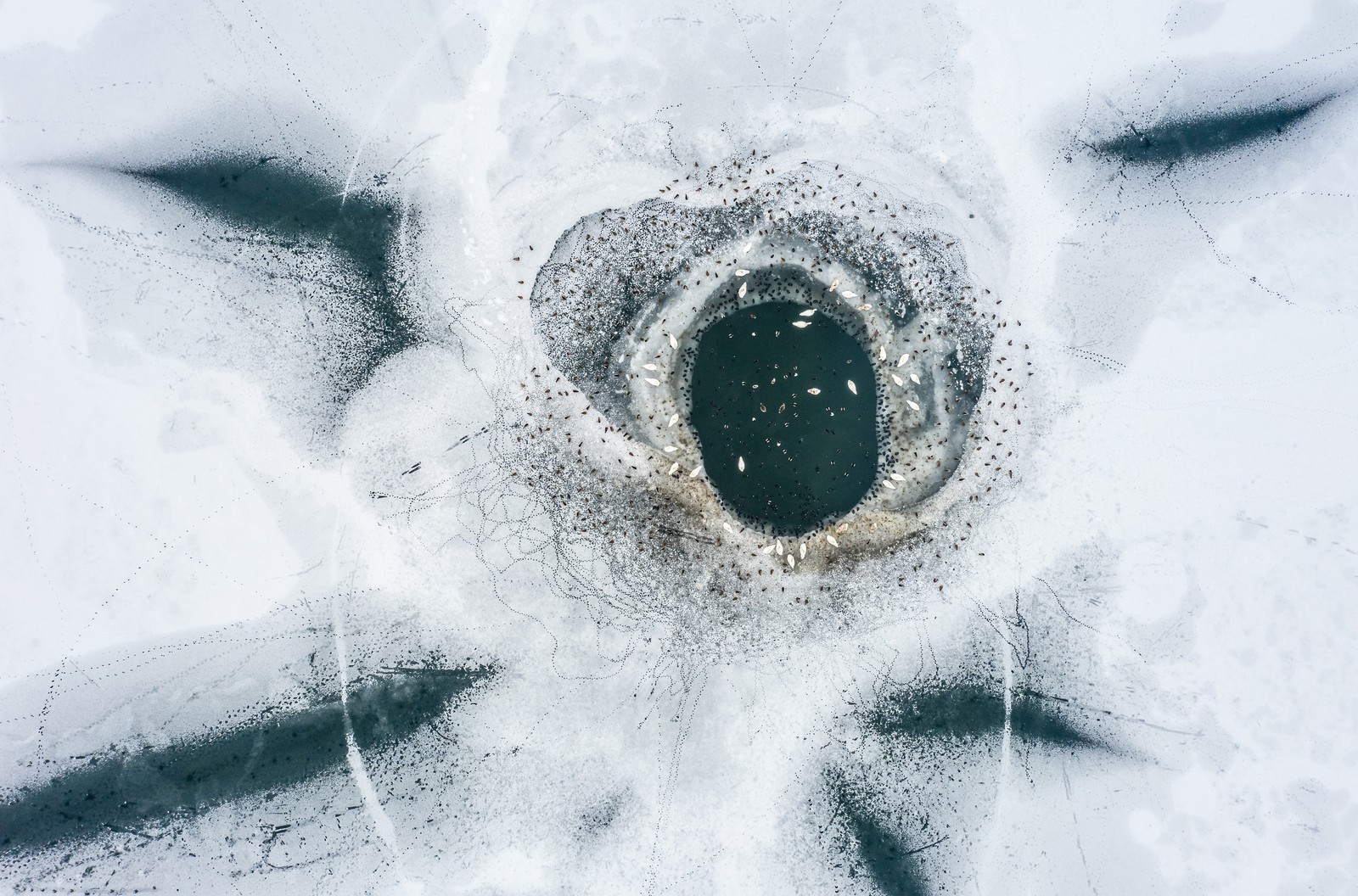 A drone photograph of a hole in the ice at a gravel pit that has attracted a large number of waterbirds