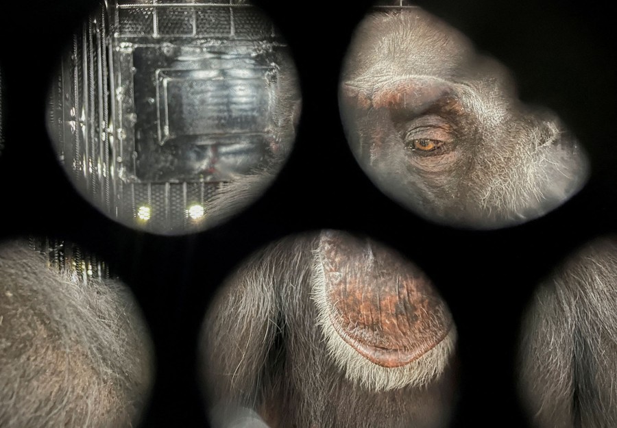 A captive chimpanzee, seen through holes in a container during transport.