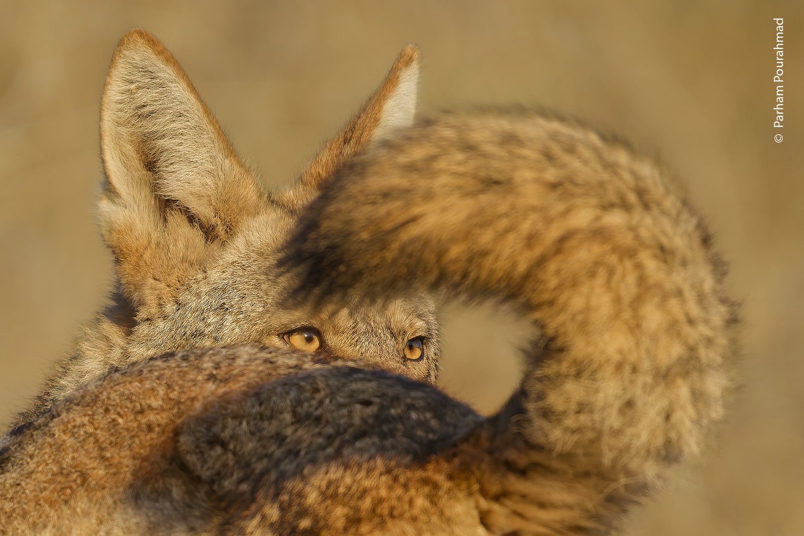 The face of a coyote, framed by the curled tail of a closer coyote