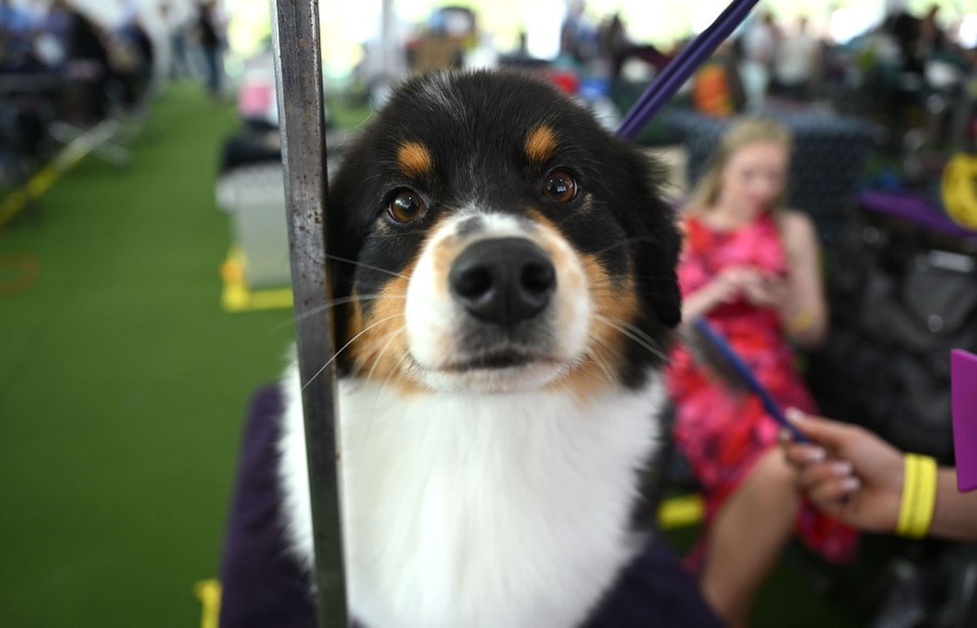 A dog looks toward the camera while it is being brushed.