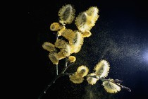 Catkins on a willow tree branch shed pollen into the air.