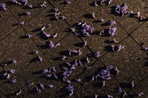 purple flowers on a tiled floor