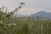 An orchard in Trentino, Italy