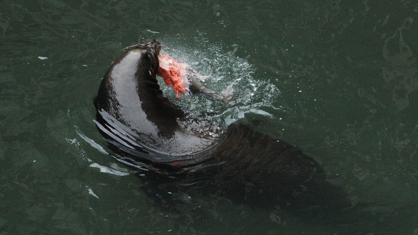 Killing Sea Lions To Save Salmon The Atlantic