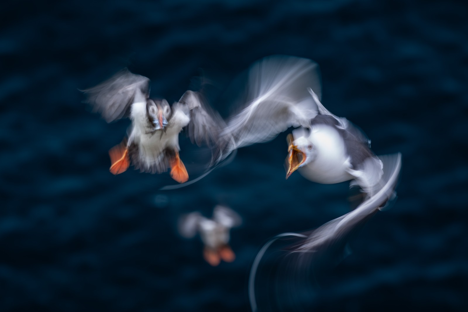 A gull chases a puffin (with several small fish in its bill) through the air, seen in a motion-blurred image.