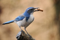 A bird holding a peanut