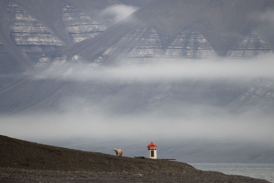 A distant view of a polar bear walking on a rocky shore, with mountains in the background.