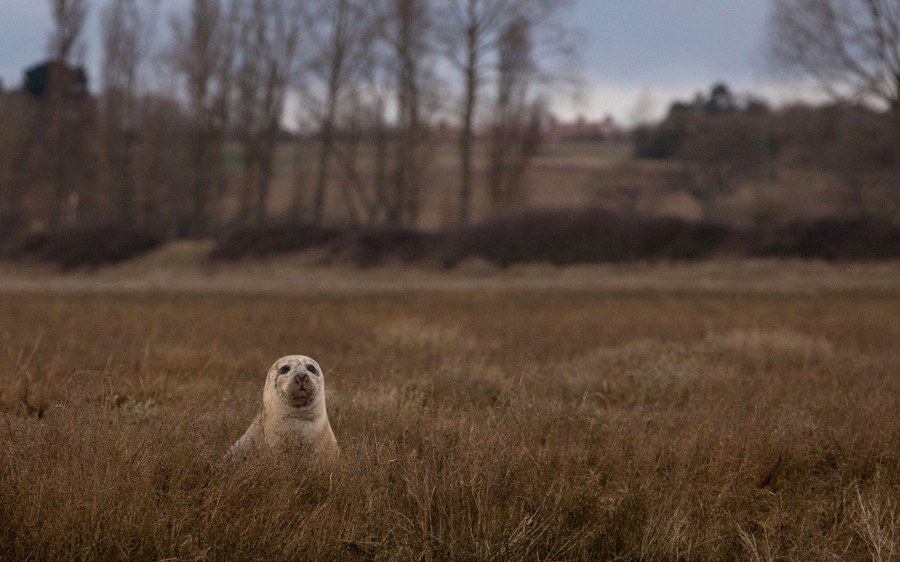 A seal pokes its head up above grass in a field.