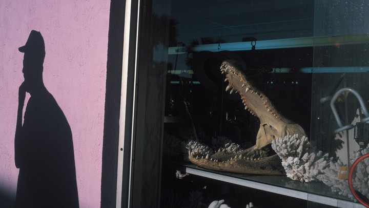 Photograph of an alligator skull