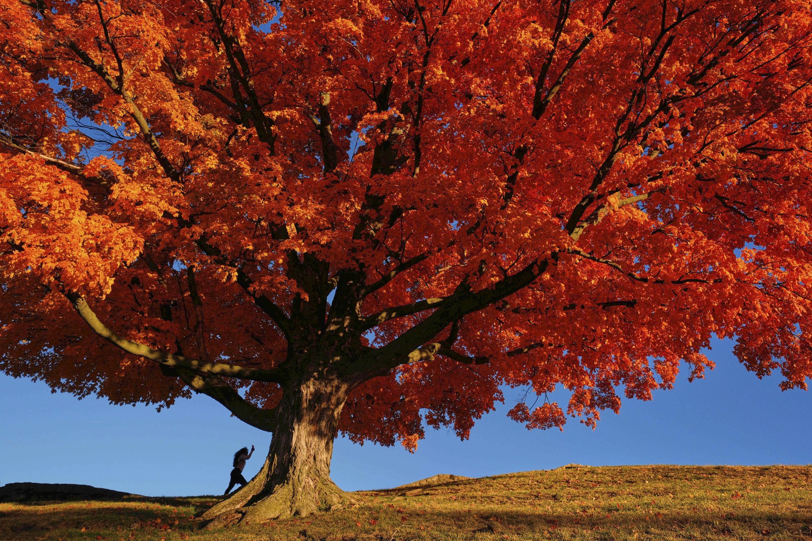 A person walks past a large maple tree displaying fall colors.