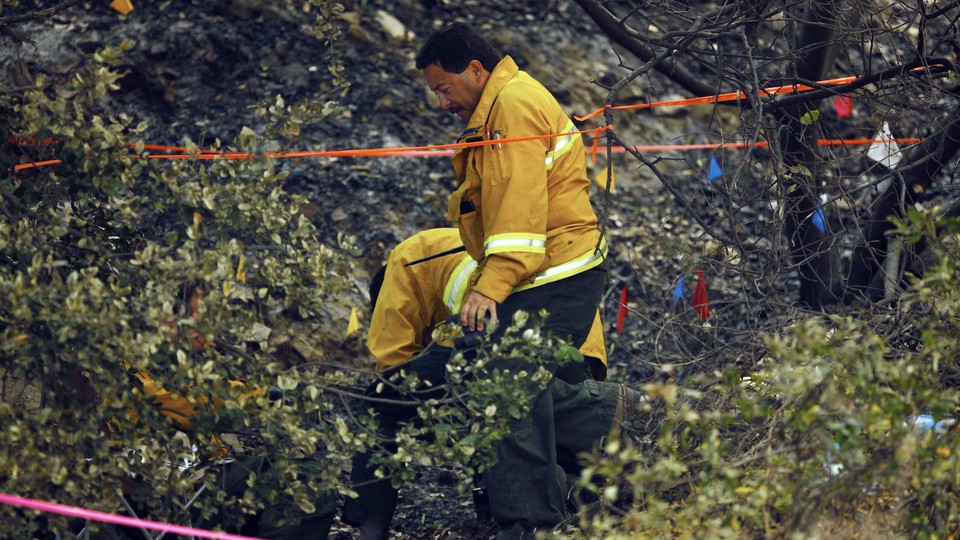 A wildfire investigator stands in a thicket.