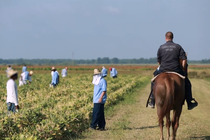 A person wearing a shirt that says "correctional officer" on the back rides a horse through a field where people in blue uniforms are working.