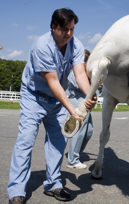 What It's Like to Be a Doctor for Sport Horses - The Atlantic