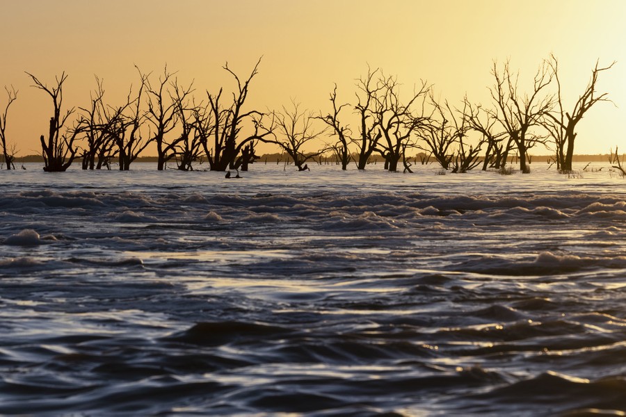 Dead trees reach to the sky, surrounded by rising floodwater.