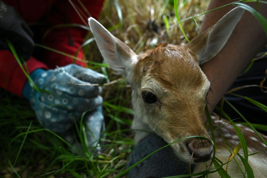 Several people attend to a young deer in a grassy field.