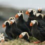 Tufted puffins