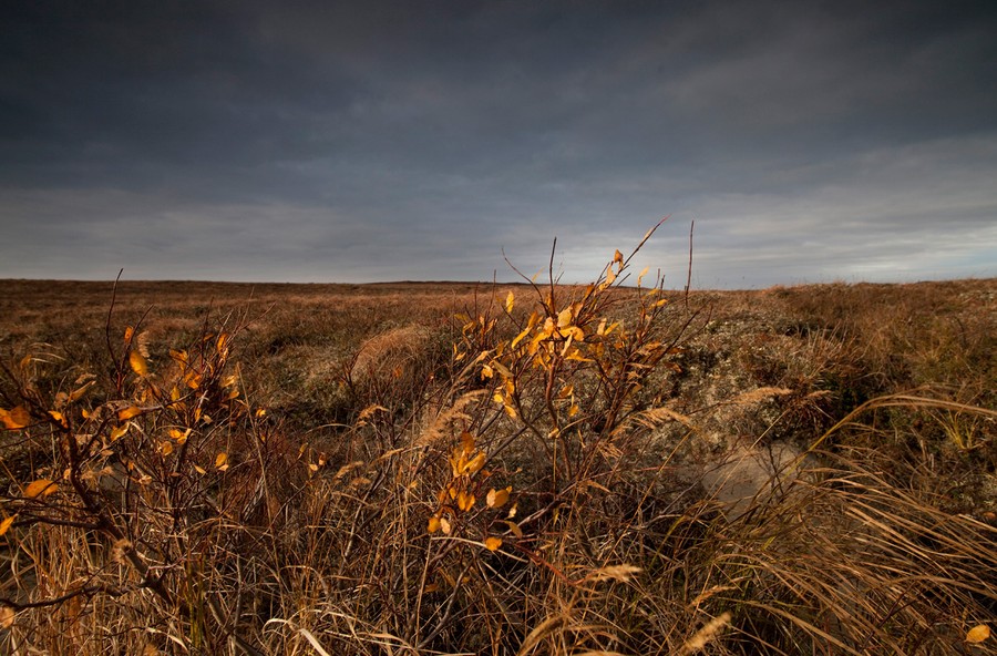 The Nenets of Siberia - The Atlantic