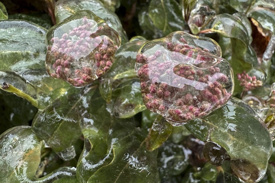 Leaves and flowers, encased in thick ice.