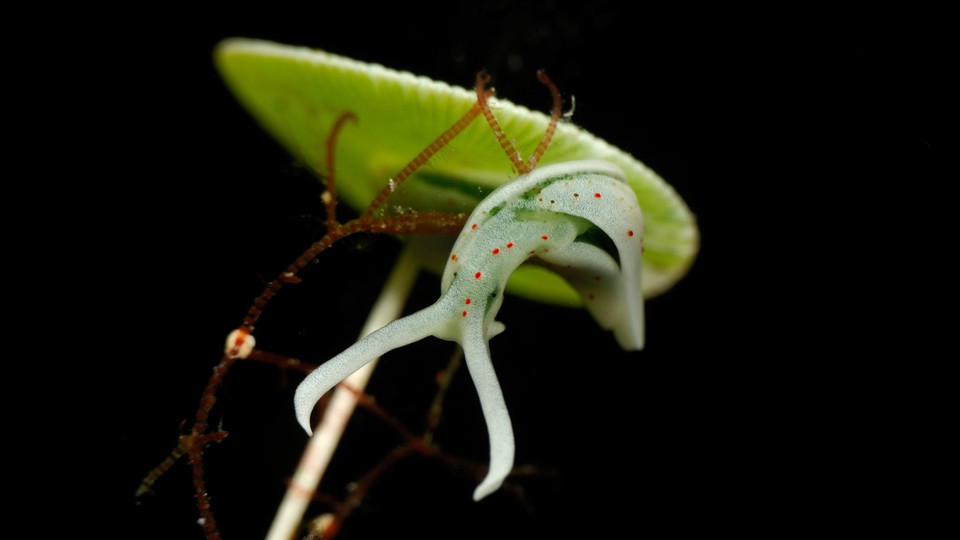 an Elysia sea slug perched on algae