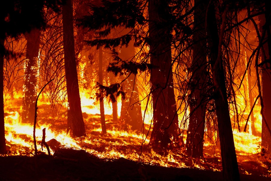 An image of a forest fire - trees and the forest floor are aflame.