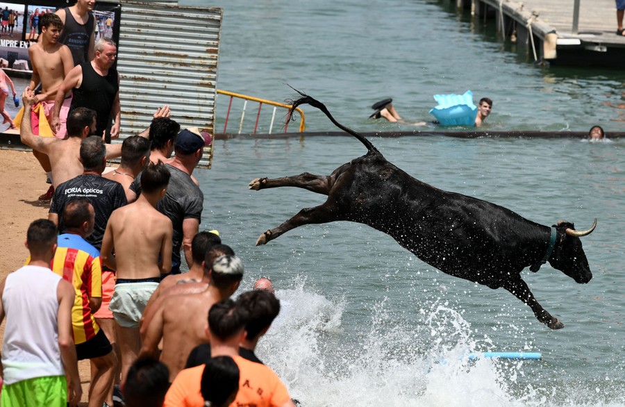 People stand along a harbor, watching as a bull leaps into the water.