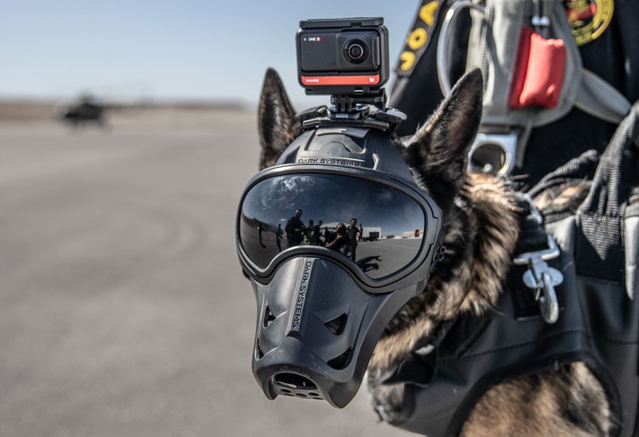 A close view of a search and rescue dog wearing a protective mask and a video camera