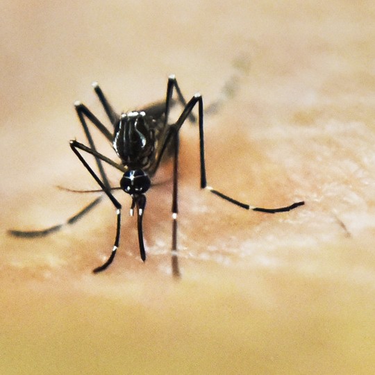 Mosquitoes Are Going to Get Us, No Matter What - The Atlantic