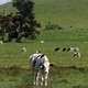 Cows graze on a dairy farm