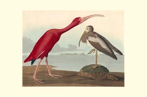 An illustration of a scarlet ibis bird