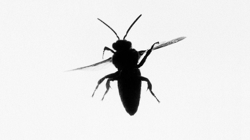 A close-up image of a black bug against a light-gray background