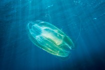 A comb jelly fish