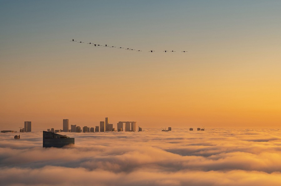 A line of flamingos flies above a fog bank and the tops of tall buildings poking through.