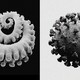 A tentacle and a coronavirus next to each other