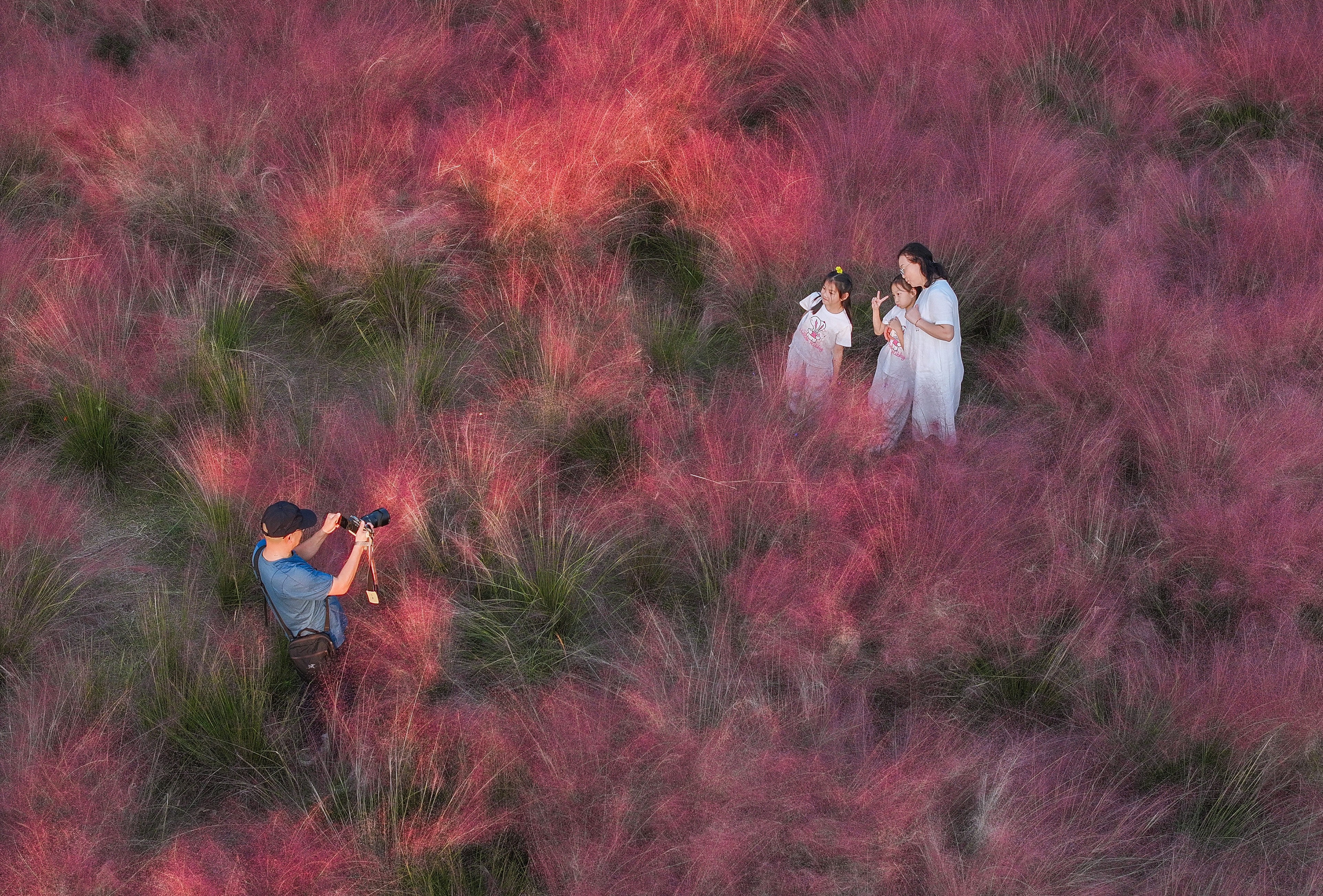 People take photographs standing in a field of blooming pink grass.