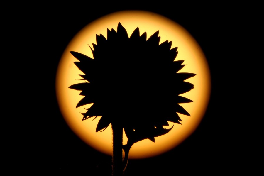 A sunflower is silhouetted against the setting sun.