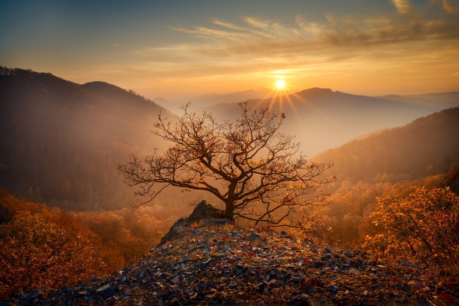 A small bare tree stands prominently in a mountain landscape.