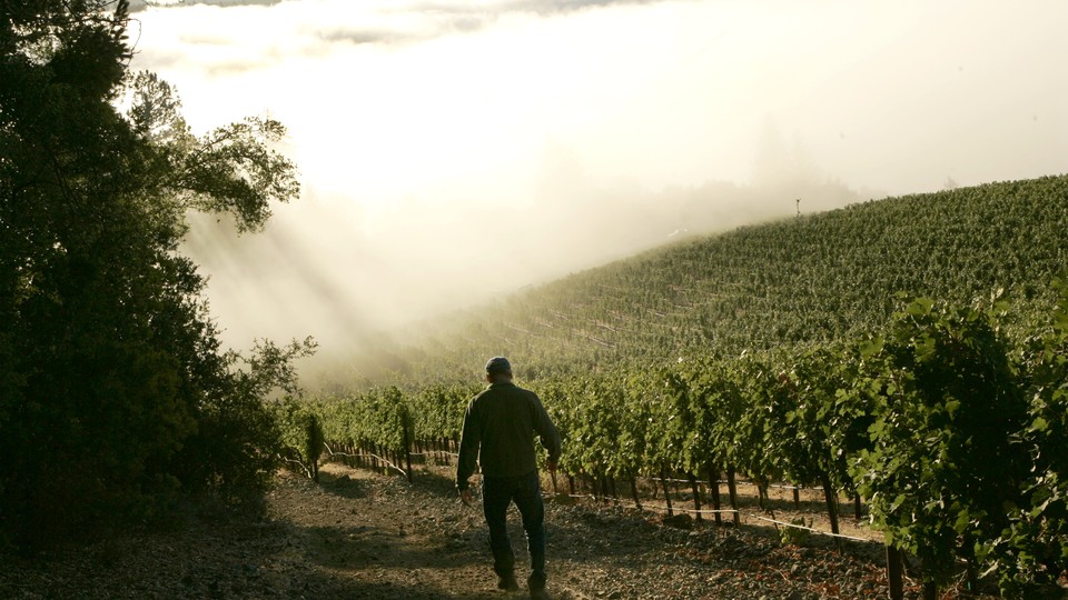 A silhouetted man walks toward a vineyard in fog