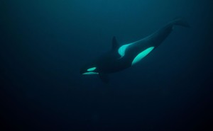 An orca whale is seen swimming in a dark ocean, photographed underwater.