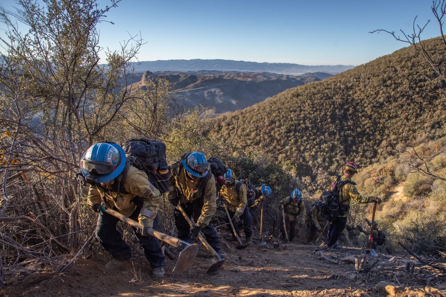 A line of firefighters use hand tools to clear dry brush along a hillside.