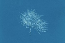Gelidium seaweed